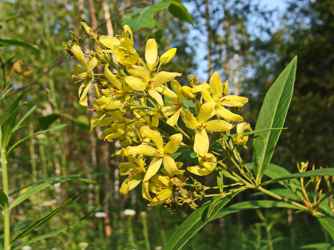 Изображение особи Lysimachia davurica.