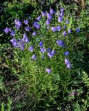 Campanula rotundifolia. Цветущие растения. Красноярский край, гор. округ Норильск, пос. Снежногорск, побережье Усть-Хантайского водохранилища, подножие лугового склона. 27.07.2023.