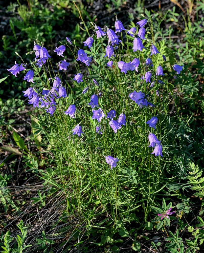 Image of Campanula rotundifolia specimen.