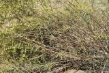 Artemisia campestris подвид glutinosa. Прикорневая часть цветущего растения. Испания, автономное сообщество Каталония, провинция Жирона, комарка Баш Эмпорда, муниципалитет Тороэлья-де-Монгри, окр. устья р. Тер, осушенный маршевый луг Платера (Platera) с наносами песка. 22.09.2024.