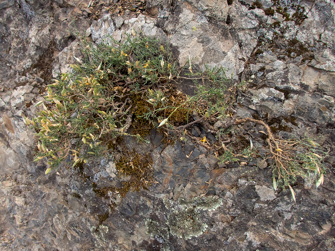 Image of familia Fabaceae specimen.