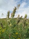 Oxytropis pilosa. Верхушка доцветаюшего и плодоносящего растения. Казахстан, Восточно-Казахстанская обл., Калбинский Алтай, окр. пер. Таргын, платообразная вершина, степь. 9 июля 2024 г.