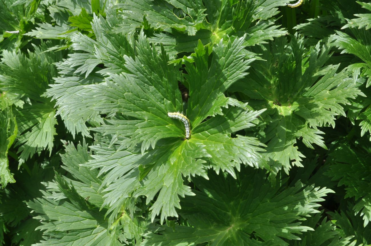 Image of familia Ranunculaceae specimen.