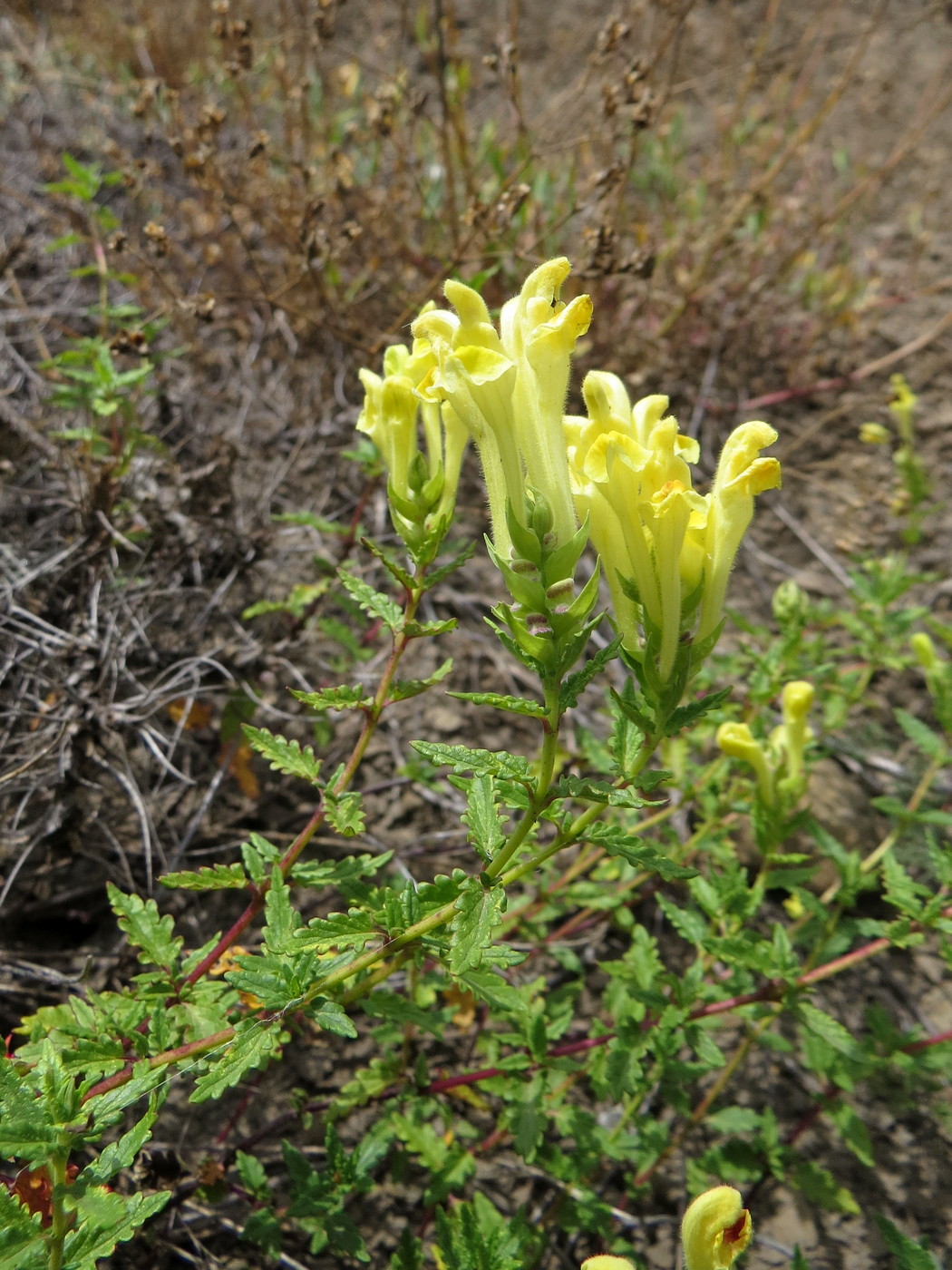 Image of genus Scutellaria specimen.