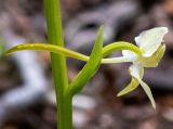 Platanthera chlorantha. Цветок. Крым, городской округ Алушта, окр. Ангарского перевала, просека под ЛЭП. 27.05.2024.