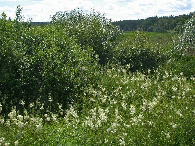 Изображение особи Filipendula ulmaria.