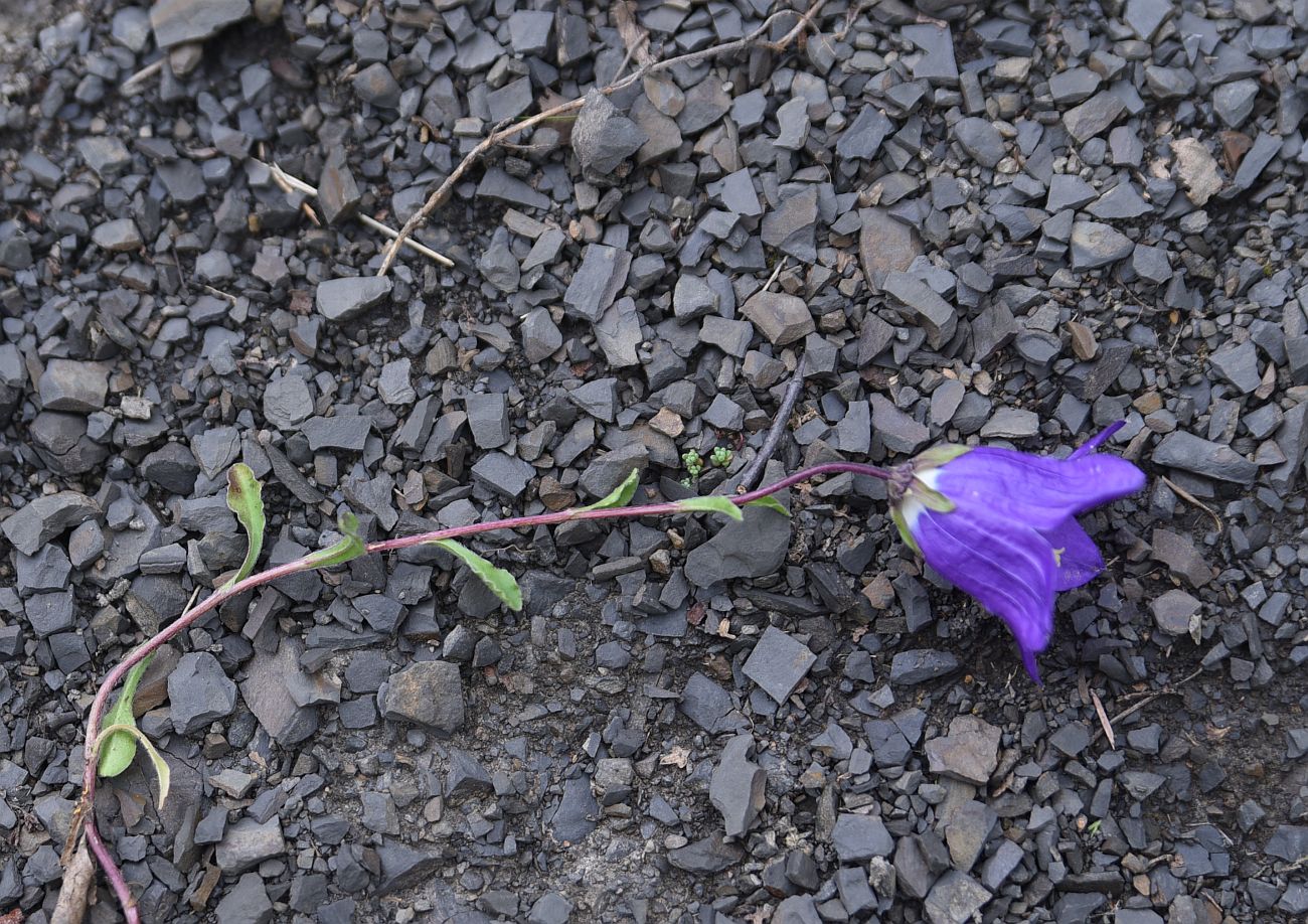 Image of Campanula saxifraga specimen.