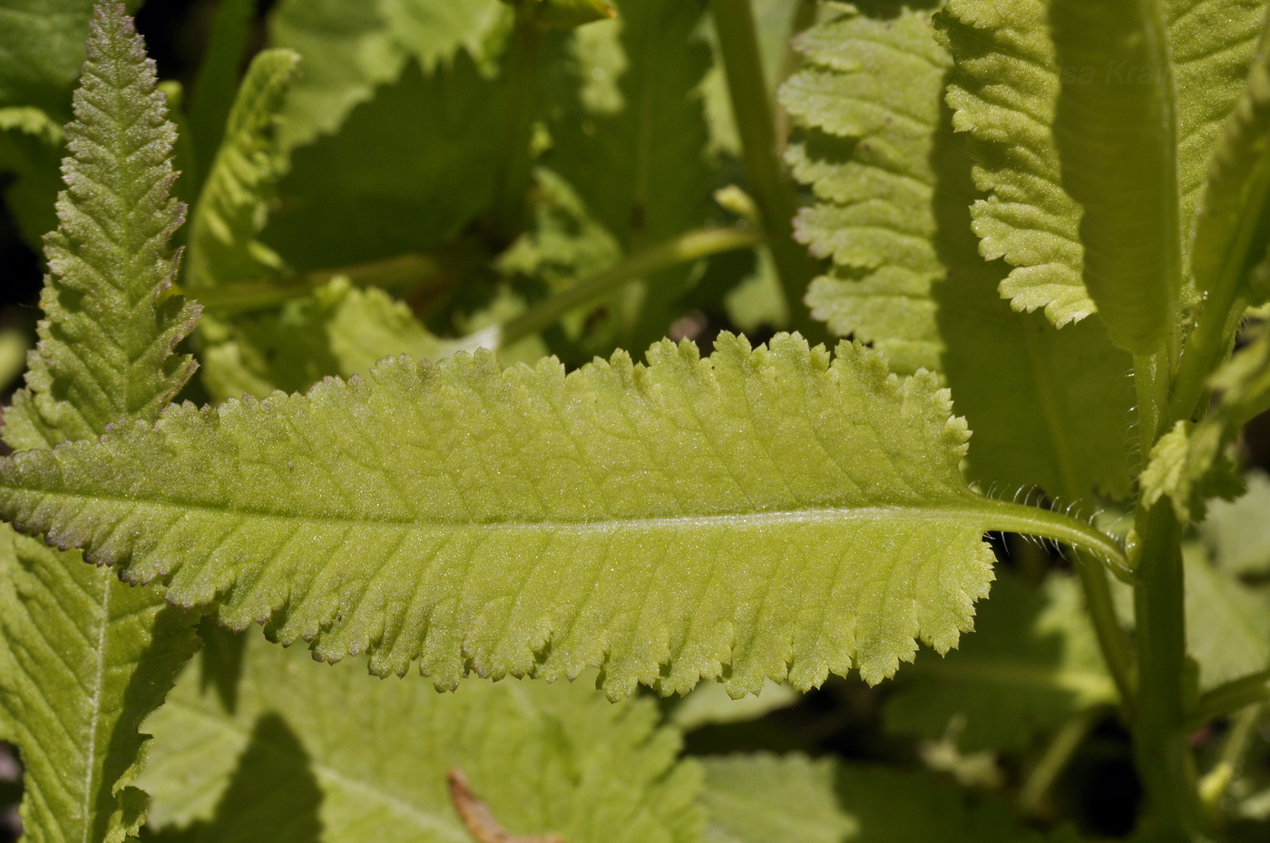 Image of Pedicularis resupinata specimen.