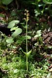 Listera cordata