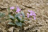 Смотреть изображение Spryginia crassifolia
