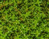 Смотреть изображение Honckenya peploides