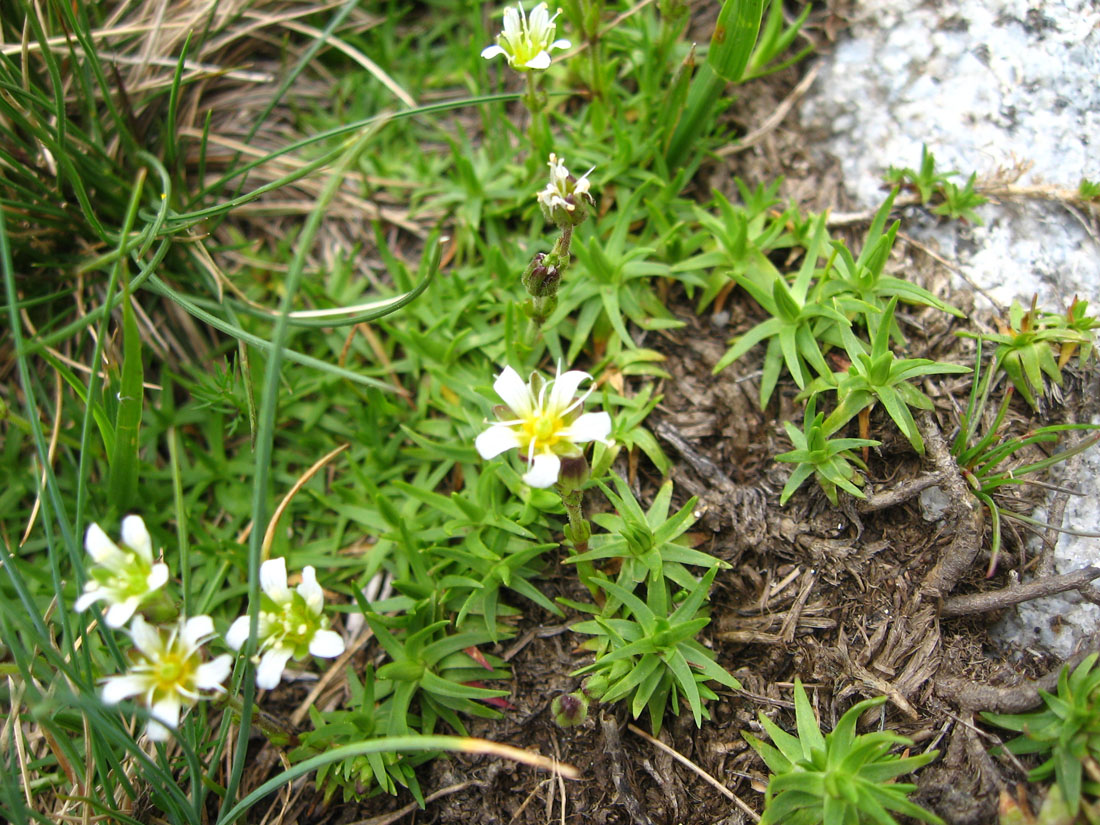 Image of Minuartia aizoides specimen.