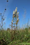 View full-size image Solidago virgaurea