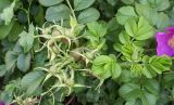 View full-size image Rosa rugosa