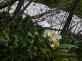 View full-size image Rhododendron caucasicum