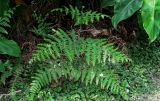 View full-size image Pteridium aquilinum