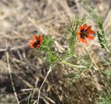 View full-size image Adonis aestivalis