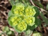 View full-size image Euphorbia helioscopia