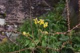 View full-size image Primula macrocalyx