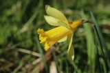 View full-size image Narcissus pseudonarcissus