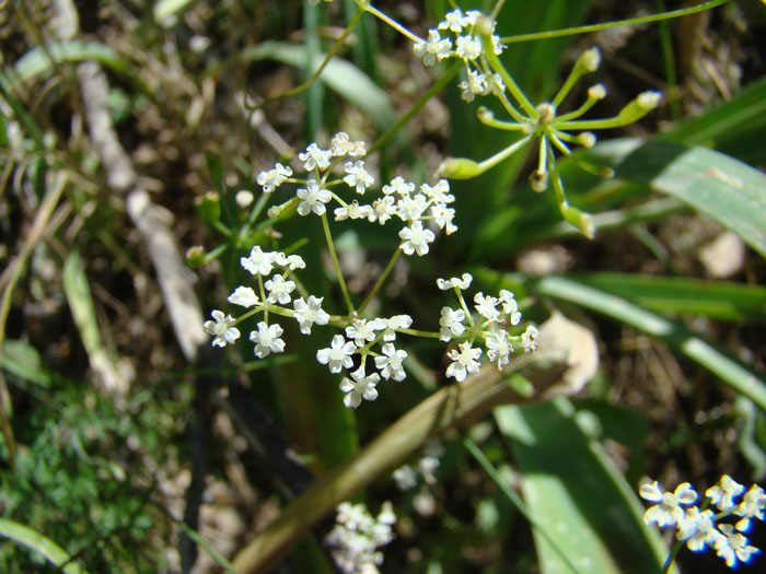 Image of Bunium sary-cheleki specimen.