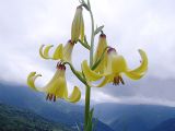 Lilium monadelphum