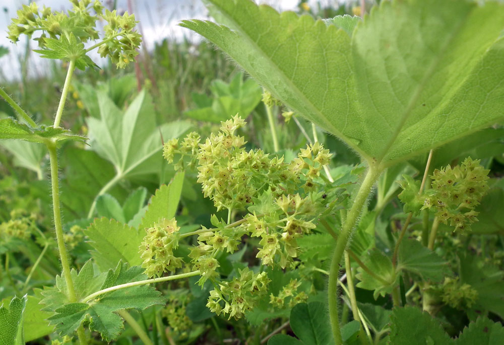 Изображение особи род Alchemilla.