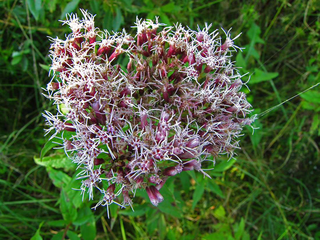 Image of Eupatorium cannabinum specimen.