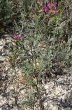 Astragalus brachylobus