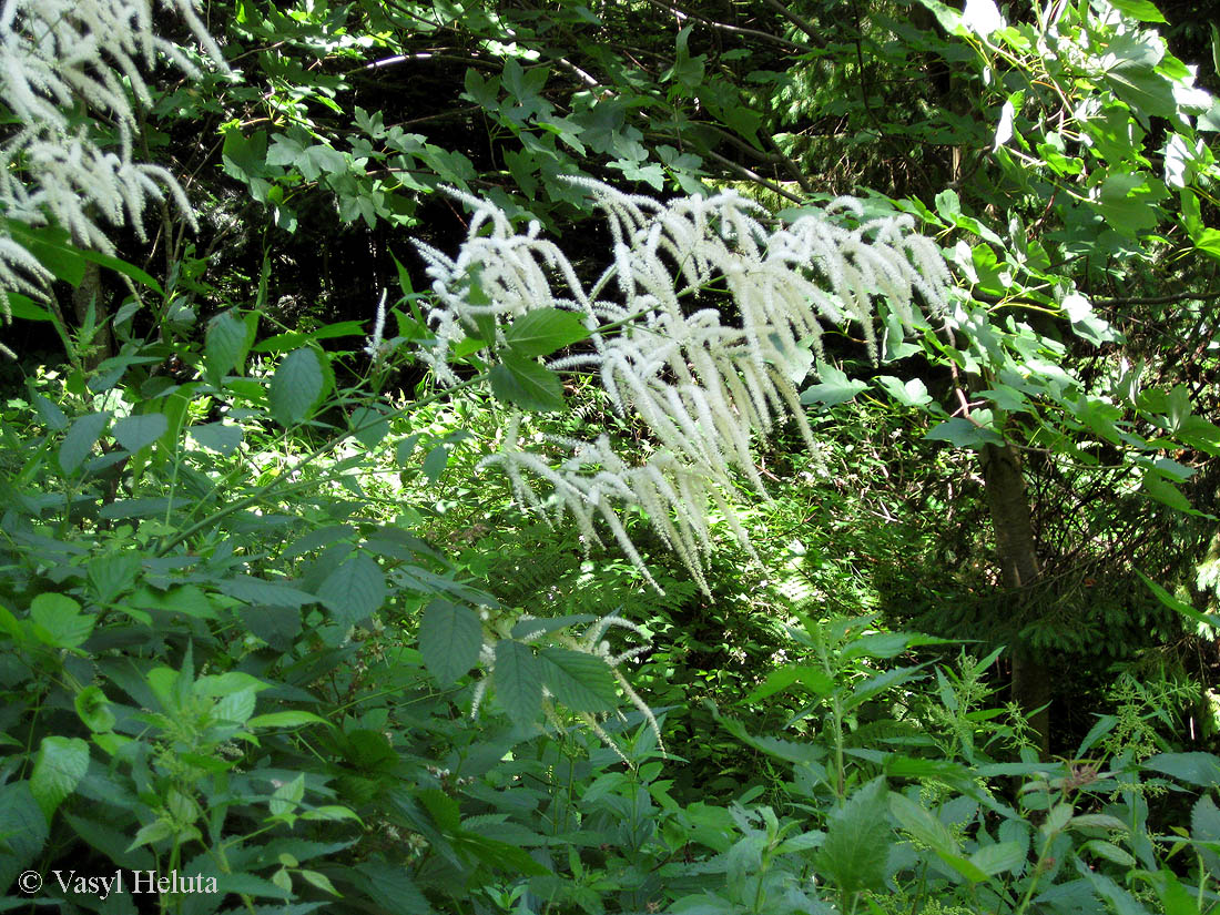 Image of Aruncus sylvestris specimen.