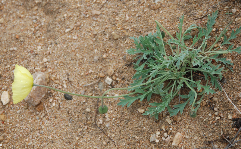 Image of Papaver nudicaule specimen.