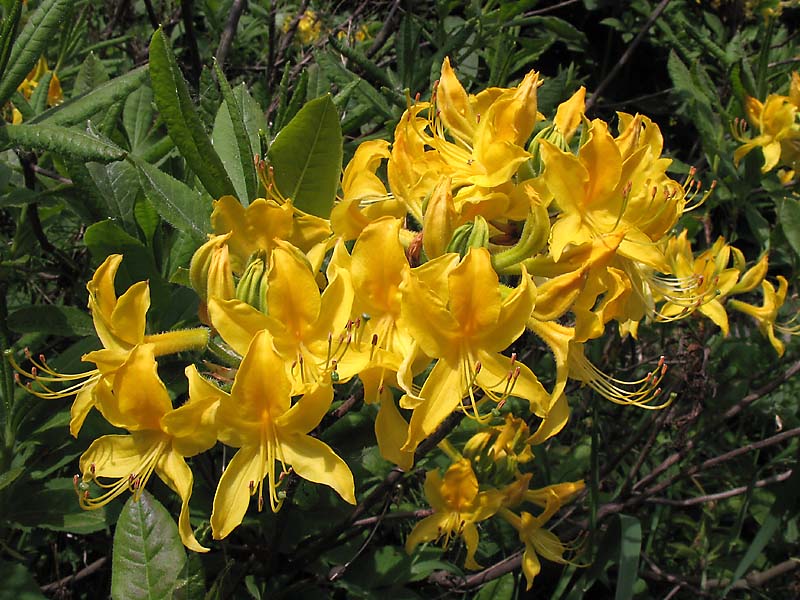 Изображение особи Rhododendron luteum.