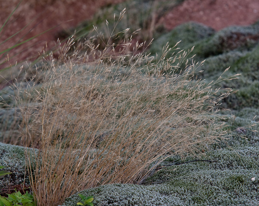 Изображение особи Agrostis geminata.