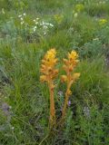 Orobanche подвид xanthostigma