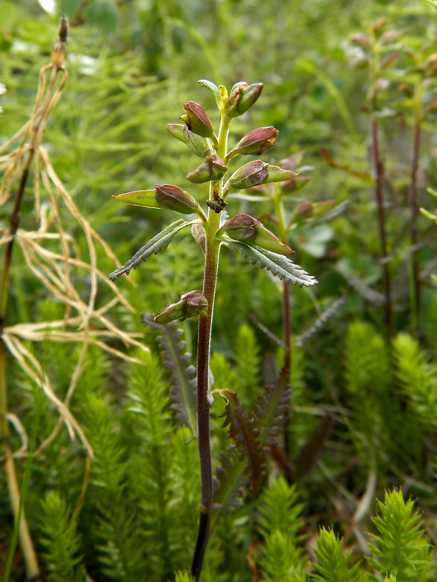 Image of Pedicularis lapponica specimen.