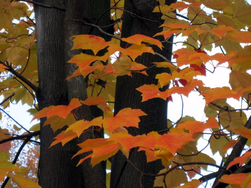 Image of Acer rubrum specimen.