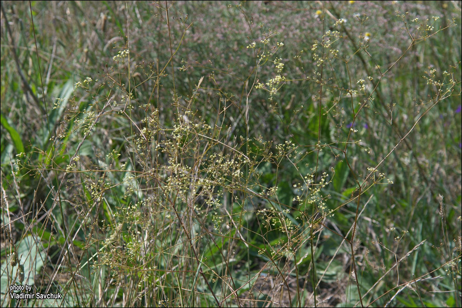 Image of Palimbia rediviva specimen.