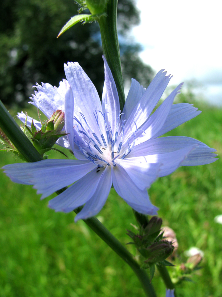 Image of Cichorium intybus specimen.