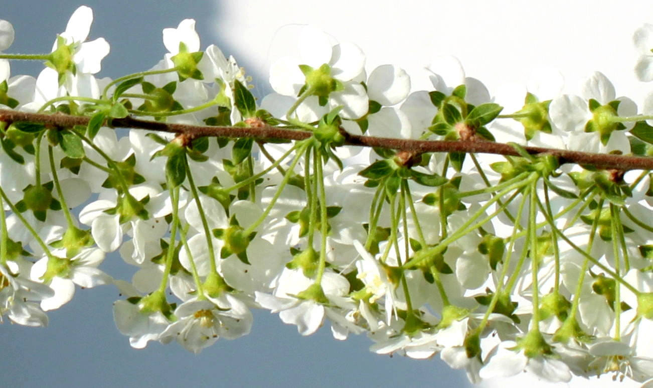 Image of Spiraea &times; cinerea specimen.