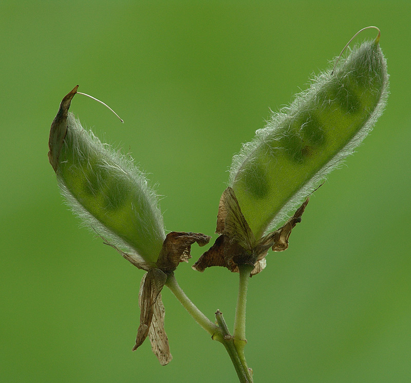 Image of Lupinus &times; regalis specimen.