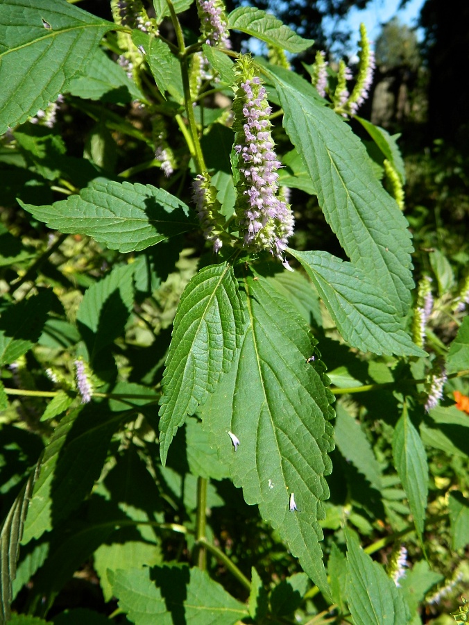 Изображение особи Elsholtzia ciliata.