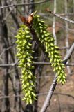 Populus tremula. Соплодия. Свердловская обл., окр. г. Североуральск, правый берег канала Дублёр. 24.05.2011.