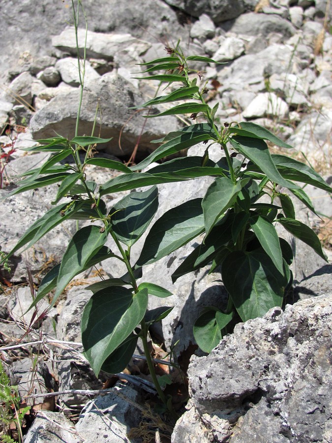 Image of Vincetoxicum fuscatum specimen.