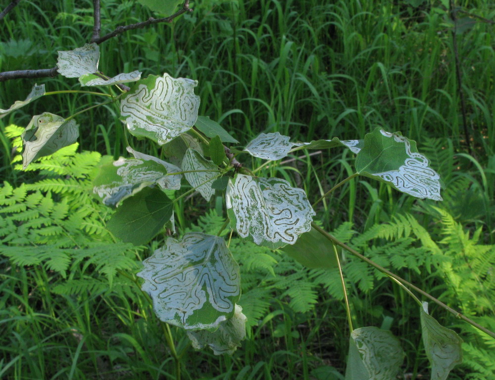 Image of Populus tremula specimen.