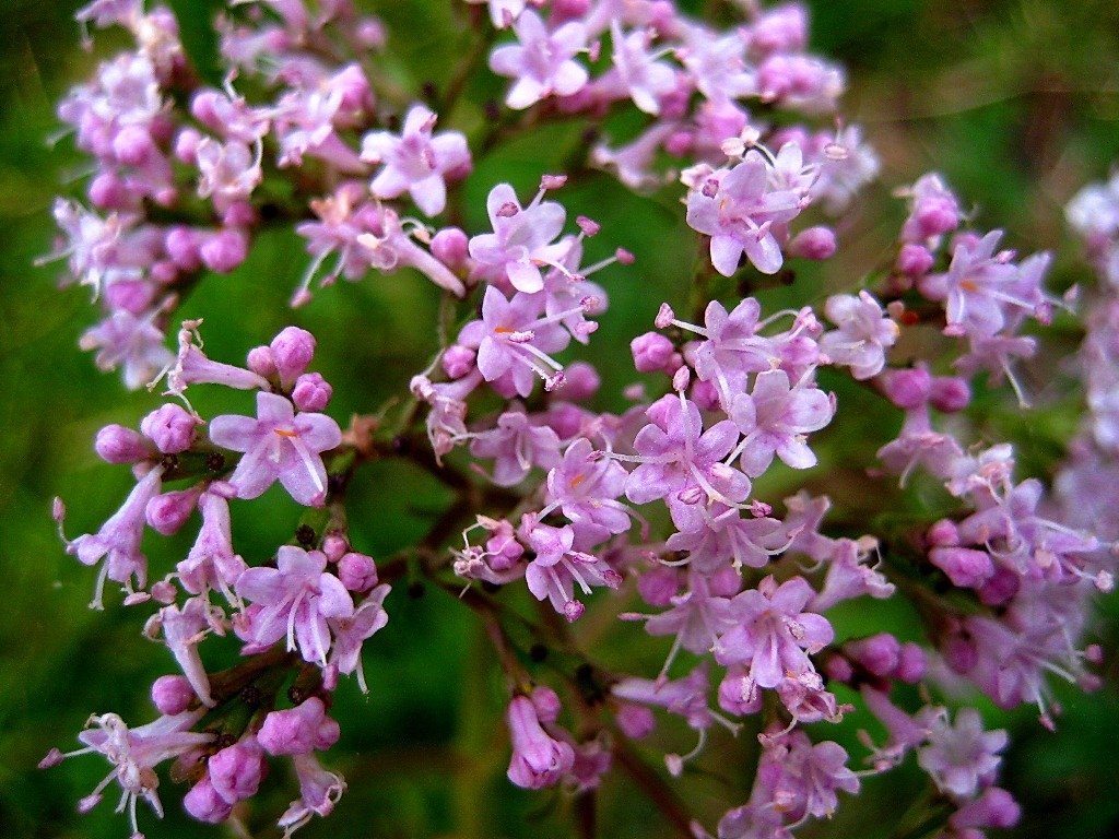 Image of Valeriana alternifolia specimen.