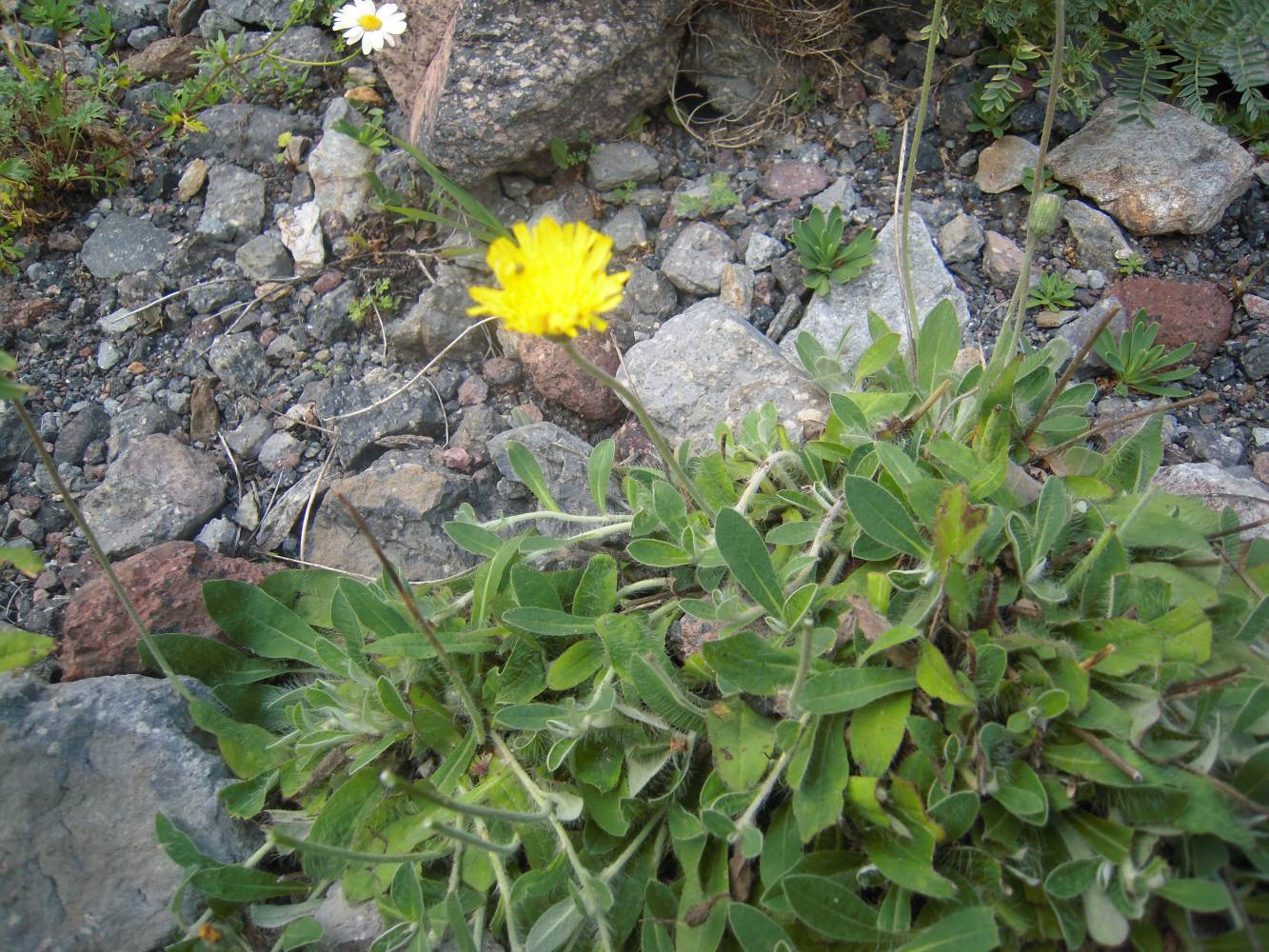 Image of Pilosella officinarum specimen.