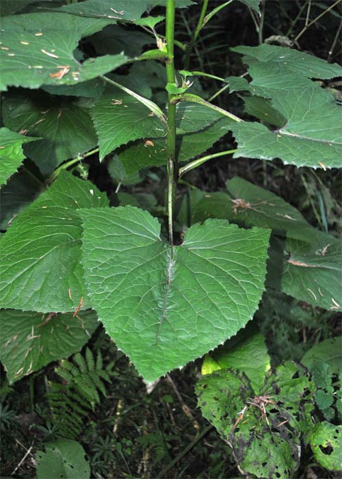 Image of Cicerbita macrophylla specimen.