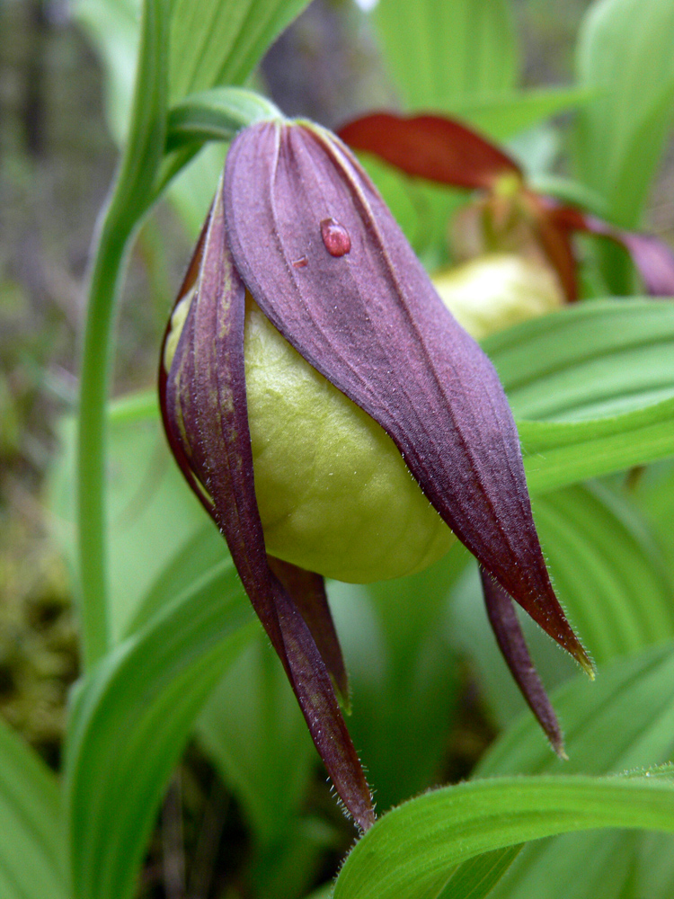 Image of Cypripedium calceolus specimen.