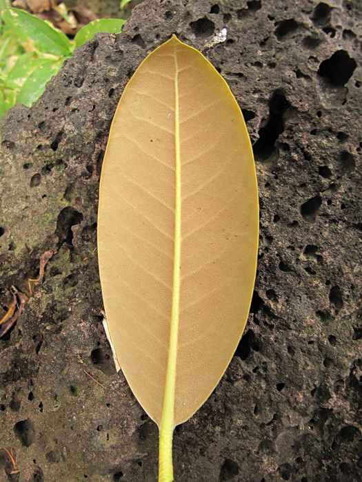 Image of genus Rhododendron specimen.