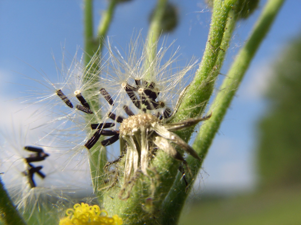 Image of genus Pilosella specimen.